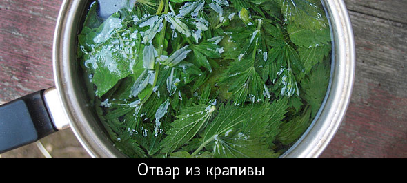Отвар для волос с крапивой в домашних условиях Отвар для волос с крапивой в домашних