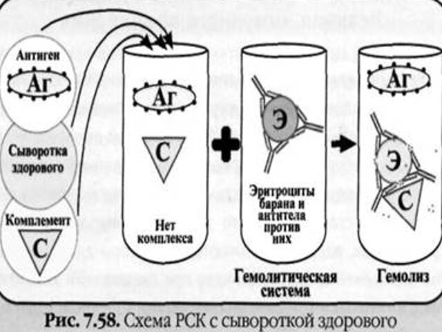 Рск расшифровка. Учет реакции связывания комплемента реакция Вассермана. Серологическая реакция Вассермана. Схема реакции связывания комплемента (РСК). РСК реакция Вассермана.