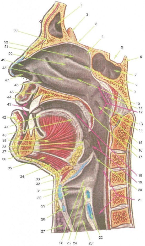Свод глотки. Носоглотка строение анатомия. Ротоглотка топография. Полость рта Сагиттальный распил. Носовая полость носоглотка ротоглотка гортань.