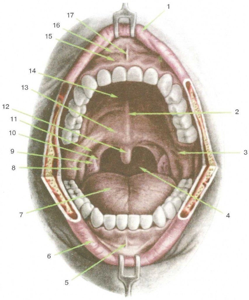 Границы полости рта. Анатомия зева строение небных миндалин. Перешеек зева анатомия. Альвеола (ротовая полость).