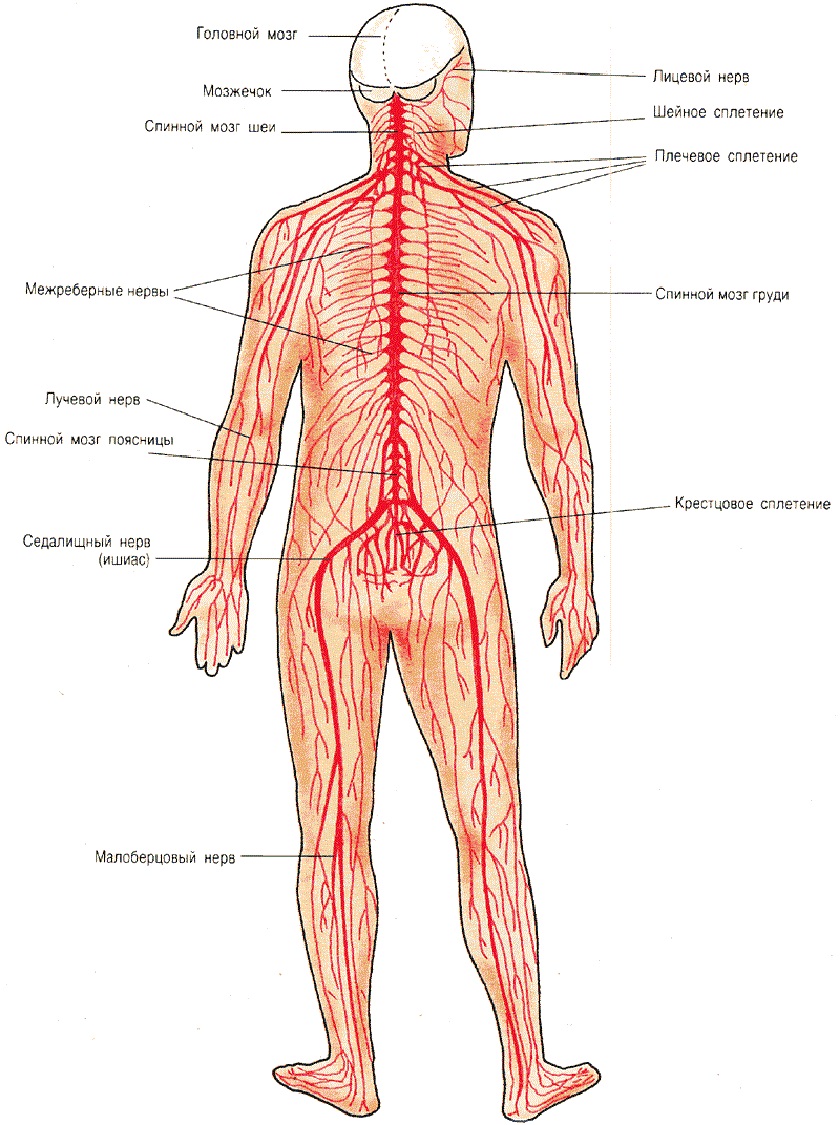 Устройство человека. Соматическая нервная система схема. Схема нервной системы человека анатомически. Схема строения соматических нервов. Нервная система человека схема внутренние органы.