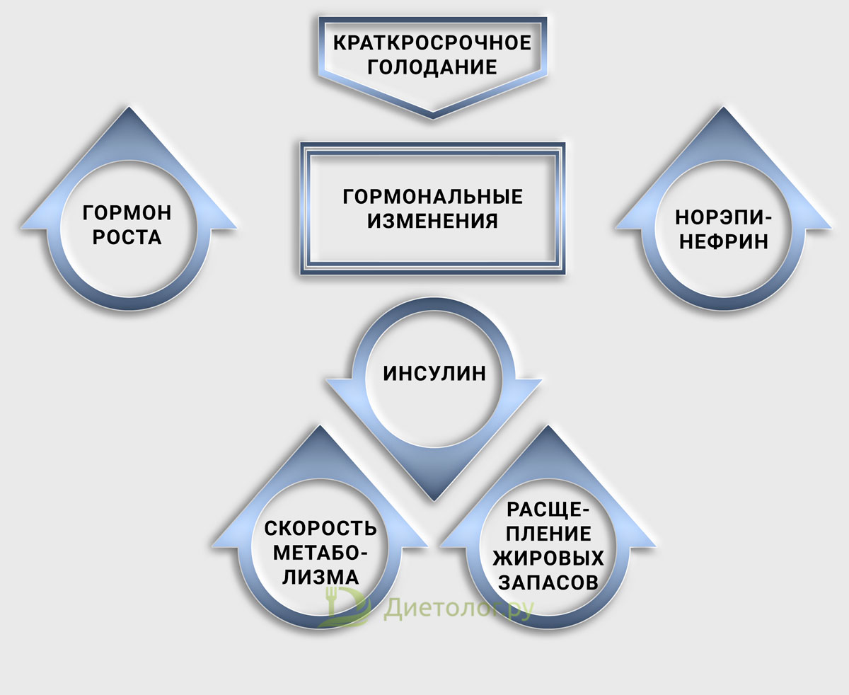 Интервальное голодание 8 8 схема