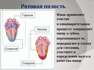 Язык кратко и понятно. Ротовая полость строение и функции. Функции полости рта анатомия. Строение и функционирование языка.