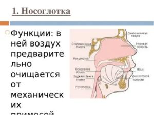 Строение носоглотки. Расположение строение и функции носоглотки. Носовая полость и носоглотка функции. Функции и строение носовой полости, носоглотки, гортани. Органы дыхания носоглотка строение функция.