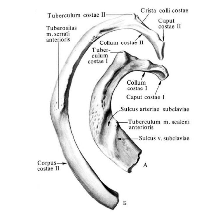 Анатомия латынь. Первое ребро строение анатомия. 2 Ребро анатомия строение. Ребра анатомия Синельников. Строение ребер схема.