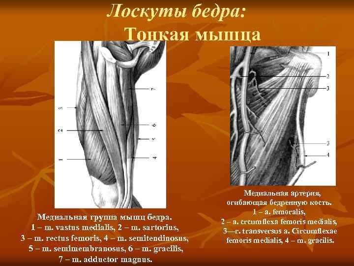 Тонкая мышца