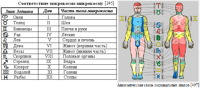 Зоны у мужчин. Знаки зодиака и части тела. Зоны тела по знакам зодиака. Астрологические соответствия с частями тела. Эрогенные зоны по знакам.