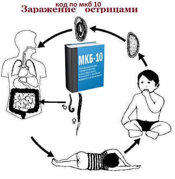 Что такое энтеробиоз. Заражение энтеробиозом острицы. Острица способ заражения. Профилактика заражения острицами.