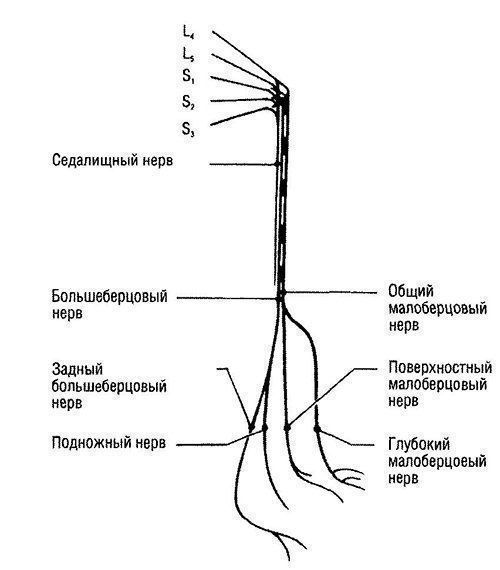 Ветви седалищного нерва схема