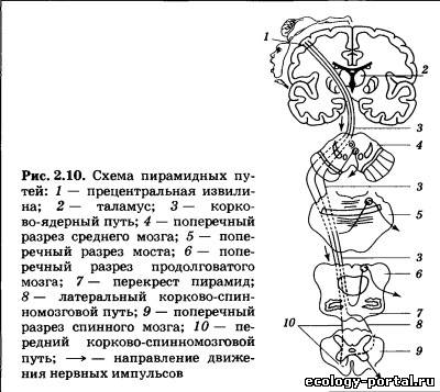Пирамидный путь схема
