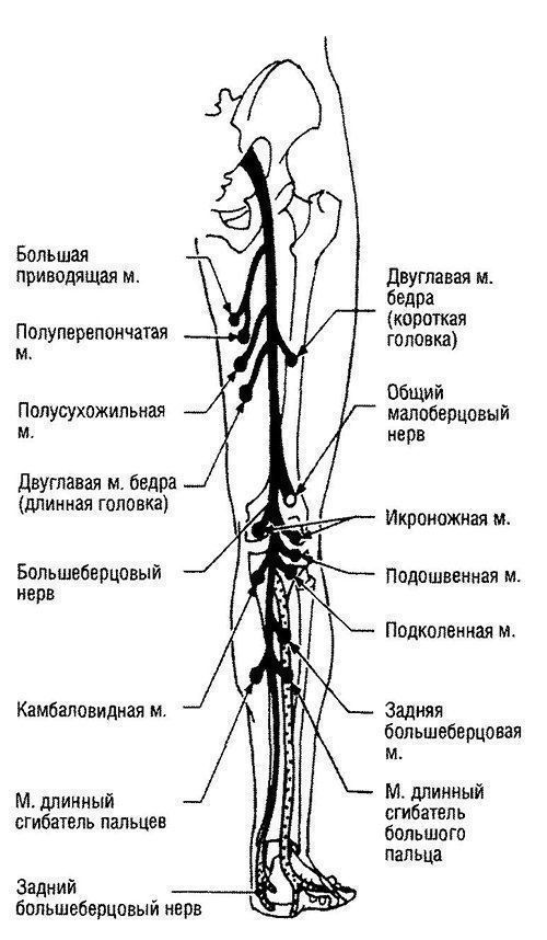 Схема нервов нижних конечностей человека