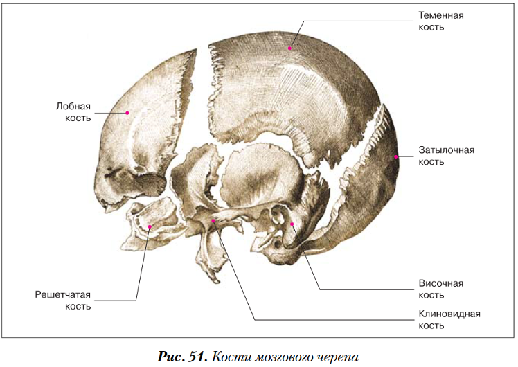 Кости мозгового черепа строение. Кости мозгового отдела черепа анатомия. Клиновидная и решетчатая кости. Клиновидная и решетчатая кость. Мозговой отдел черепа решетчатая кость.