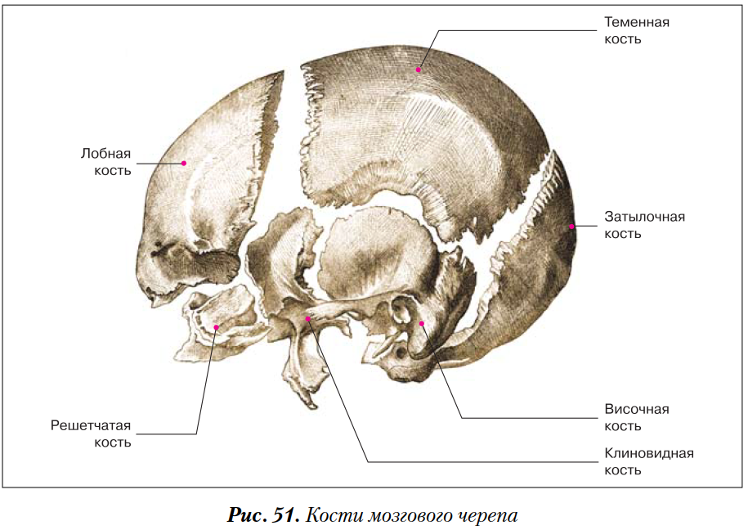 Тип соединения лобной и височной костей. Кости мозгового отдела черепа анатомия. Клиновидная и решетчатая кости. Клиновидная и решетчатая кость. Клиновидная кость отдел черепа.