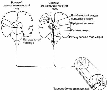 Латеральный спиноталамический