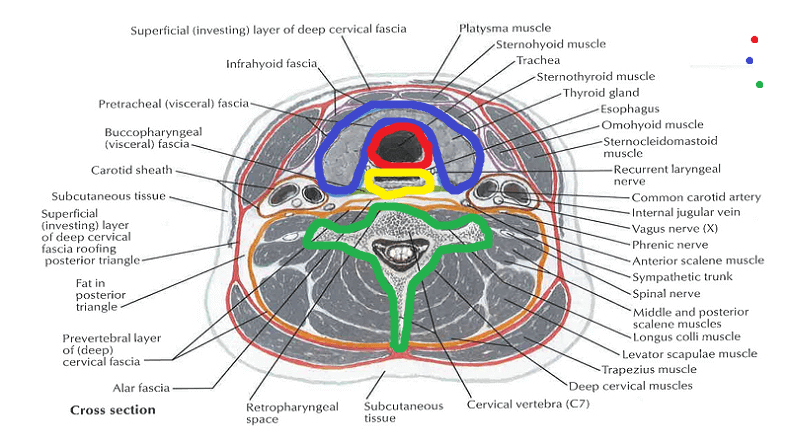 Анатомия шеи человека поперечные срезы