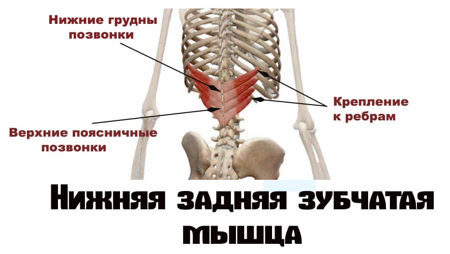 Мышцы спины и ребра. Нижняя задняя зубчатая мышца функции. Задняя зубчатая мышца спины функции. Верхняя задняя зубчатая мышца спины. Верхняя задняя зубчатая мышца анатомия.