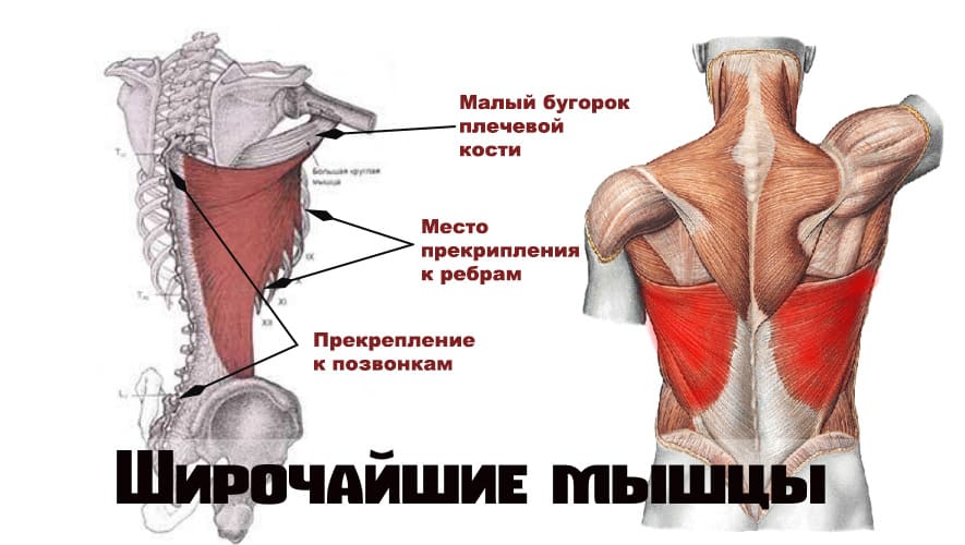 Широчайшая анатомия. Широчайшая мышца спины крепление. Латеральный край широчайшей мышцы спины. Широчайшая мышца спины болит сбоку. Точки крепления широчайшей мышцы спины.