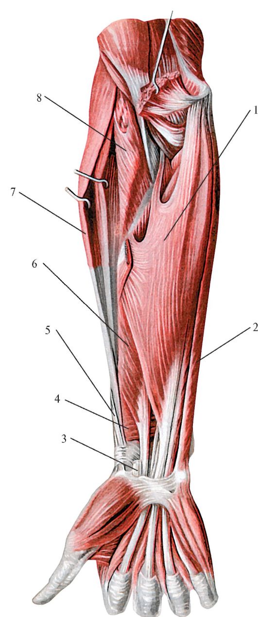 Анатомия предплечья. Сухожилия сгибателей предплечья. Мышцы предплечья передняя группа глубокий слой. Поверхностный сгибатель пальцев. Мышцы сгибатели предплечья.