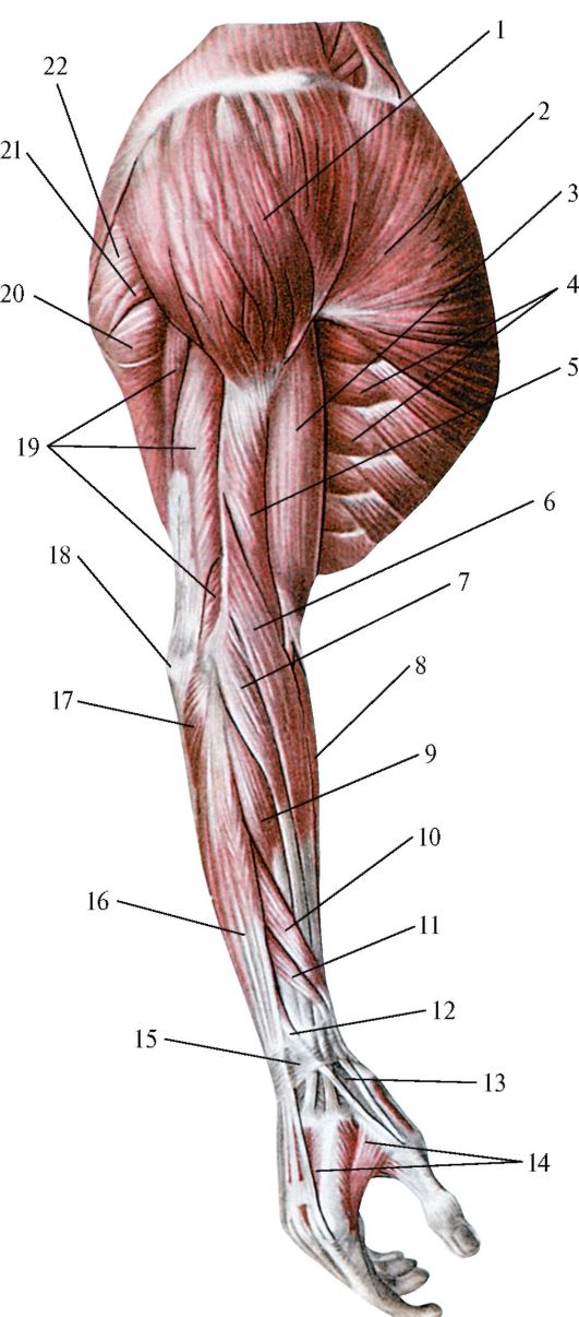 Мышцы руки и плеча