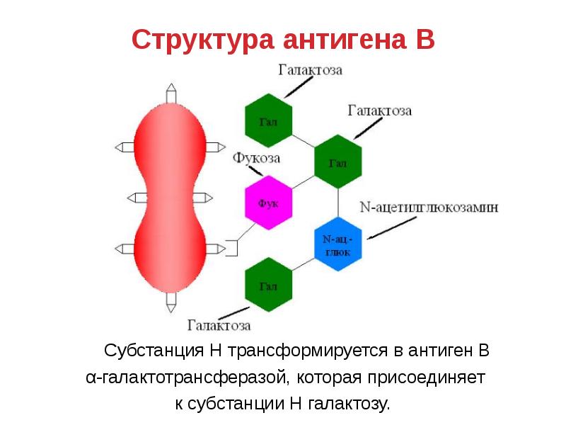 Строение молекулы mhc ii класса. Понятие об антигенах и антителах. Молекулы представляющие антигены. Молекулы представляющие антигены. Строение антигена.