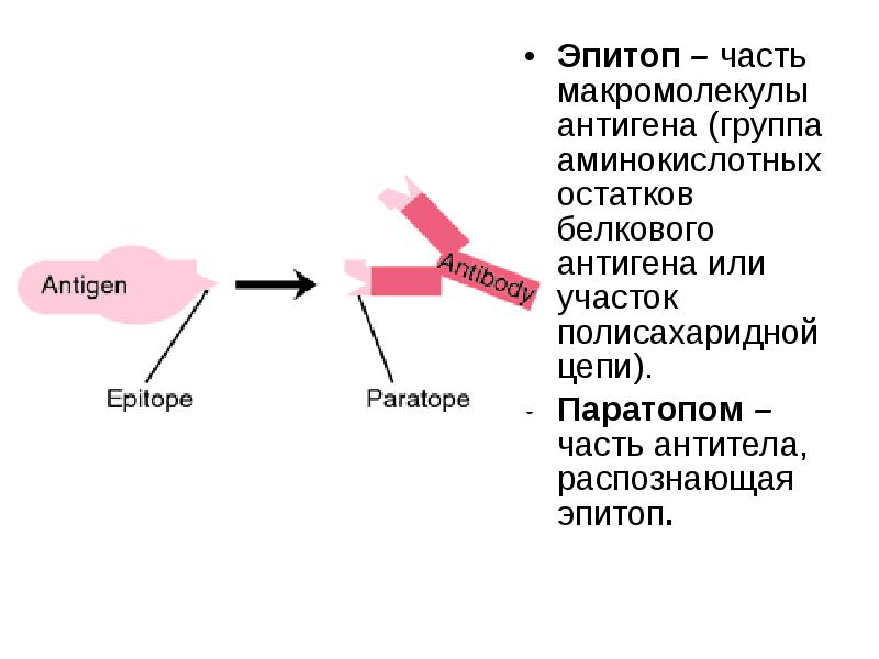 Антиген это. Строение антитела паратоп. Строение антитела эпитоп. Антиген антитело эпитоп. Антитела эпитоп паратоп.