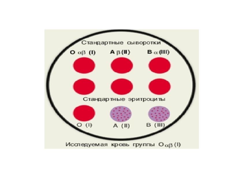 Группа крови резус фактор фенотип. Фенотип крови. Фенотип группы крови. Группа крови с фенотипированием что это. Фенотип эритроцитов.