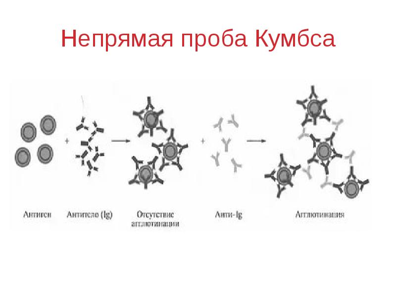 Проба кумбса что это. Реакция Кумбса схема. Реакция Кумбса непрямая что это. Непрямой антиглобулиновый тест (реакция Кумбса). Прямая проба Кумбса схема.