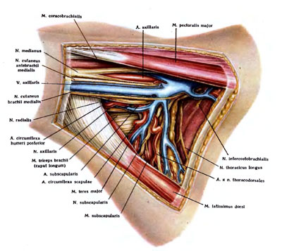 Подмышечная область анатомия. Топография подмышечной области. Подмышечная впадина топографическая анатомия. Сосудисто нервный пучок подмышечной области. Топография сосудов и нервов подмышечной впадины.