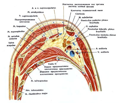 Подмышечная область анатомия