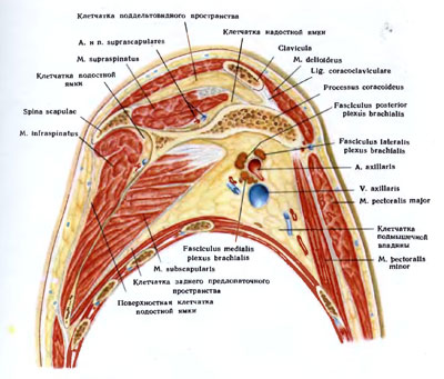 Дельтовидная область топографическая анатомия