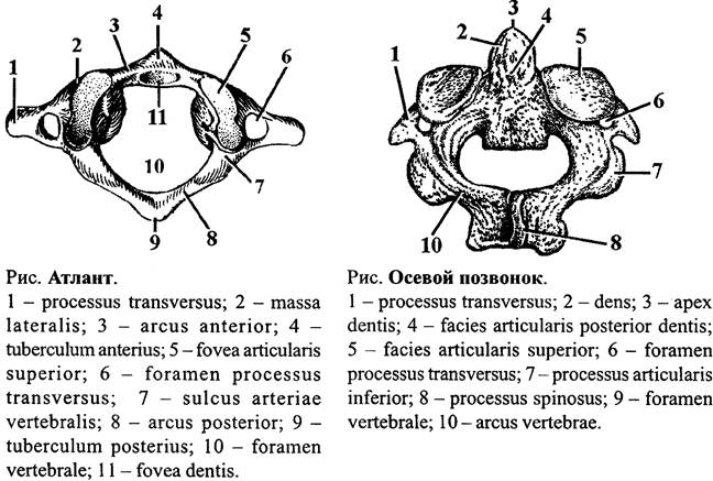 Строение шейного позвонка. Второй шейный позвонок Атлант строение. Шейные позвонки на латинском анатомия. Шейные позвонки Атлант и эпистрофей. Атлант строение позвонка на латыни.