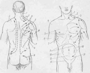 Линии на спине анатомия