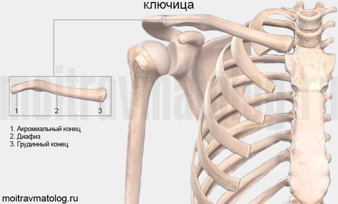 Ключица где находится фото. Кости ключицы анатомия. Кости ключицы анатомия человека. Перелом ключицы анатомия. Анатомия 1 ребра и ключицы.