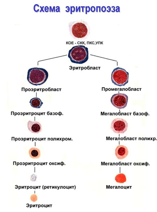 Эритропоэз патофизиология. Физиологический эритропоэз. Образование эритроцитов эритропоэз. Процесс образования эритроцитов схема. Схема эритропоэза эритроцитов.