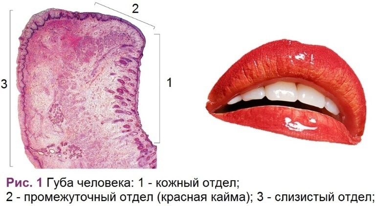 Части губ. Красная кайма губ гистология строение. Слизистая оболочка губ.