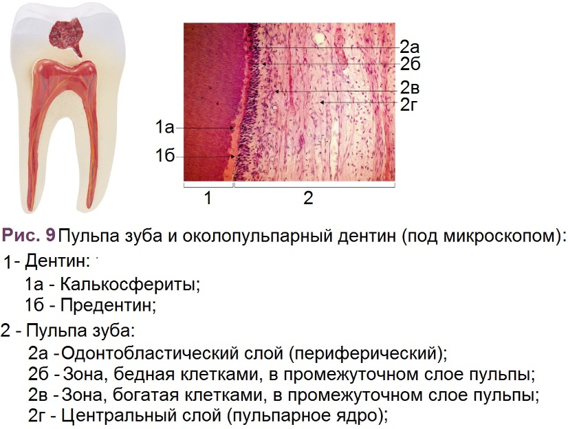 В чем особенность строения дентина какую. Строение пульпы зуба гистология. Пульпа зуба гистологический препарат. Структура пульпы зуба. Строение пульпы гистология.