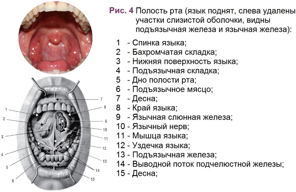 Пространства полости рта. Строение ротовой полости. Ротовая полость анатомия. Анатомия ротовой полости человека.