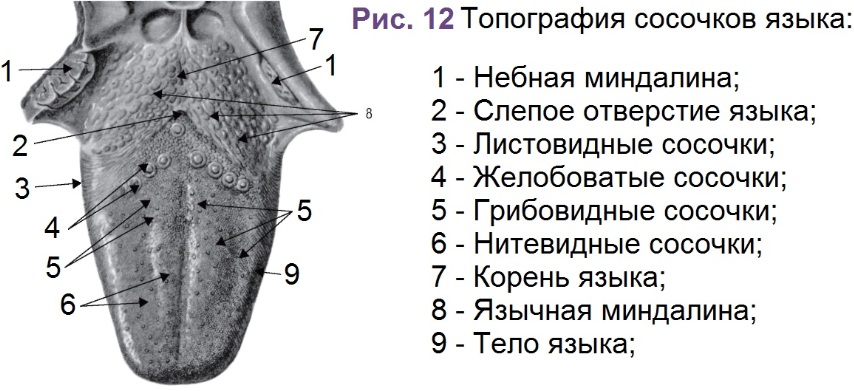 Анатомия языка человека картинки