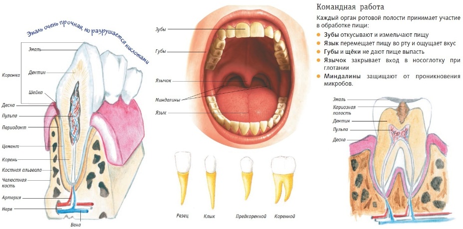 Составляющие полости рта