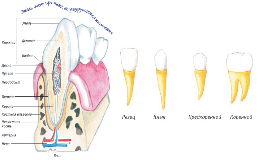 Схема десен. Строение зубной системы человека. Строение зубной системы и зубов. Строение зуба человека анатомия.
