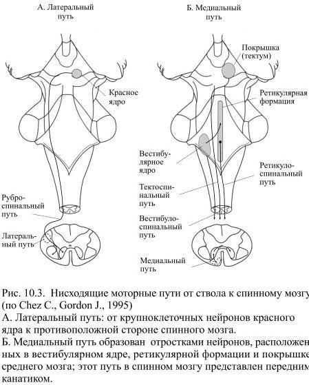 Моторный путь. Вестибулоспинальный путь схема. Вестибулярно спинномозговой путь. Латеральный преддверно спинномозговой путь.