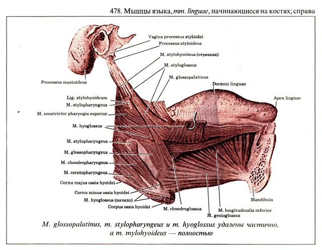 Мышцы языка схема