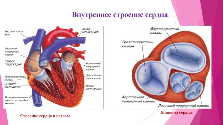 Сердце снизу. Двустворчатые и трехстворчатые клапаны сердца человека. Строение сердца двустворчатый клапан. Строение митрального клапана сердца анатомия. Двустворчатый и трехстворчатый клапан в сердце.