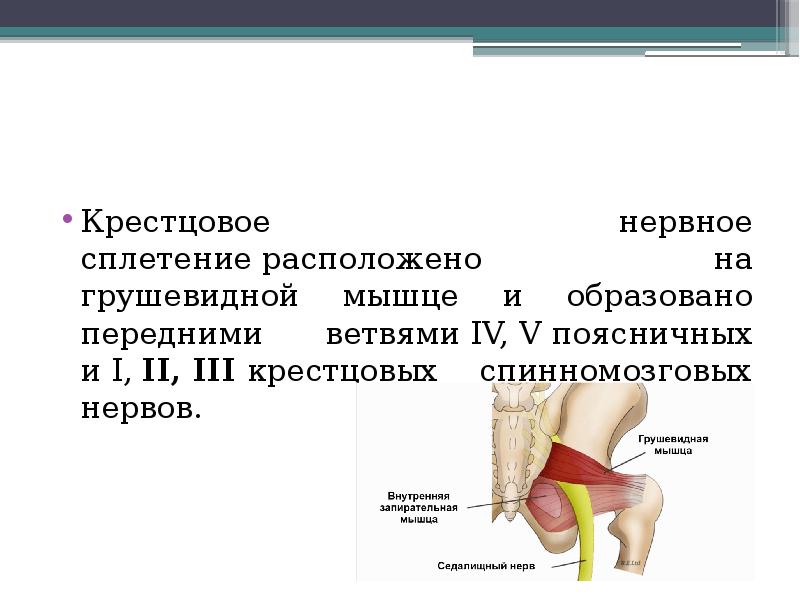 грушевидная мышца латынь