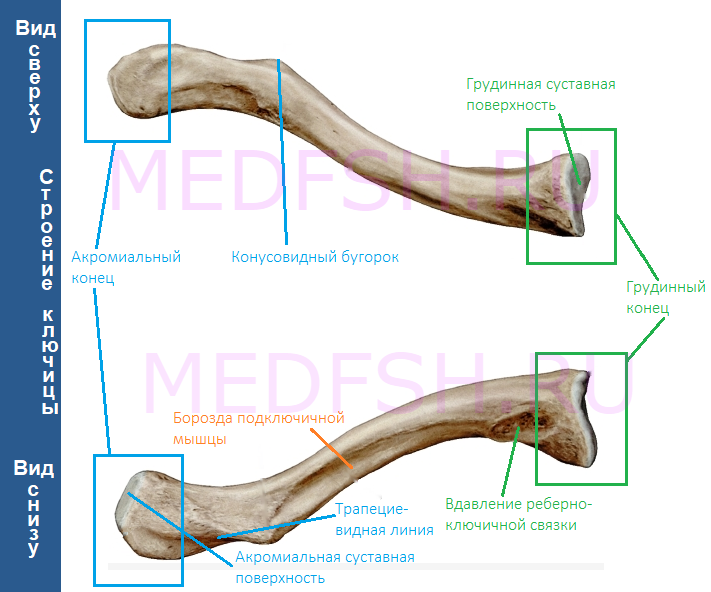 Строение ключицы анатомия. Ключица кость анатомия. Ключица анатомия строение. Ключица анатомия латынь. Ключица трубчатая кость или нет.