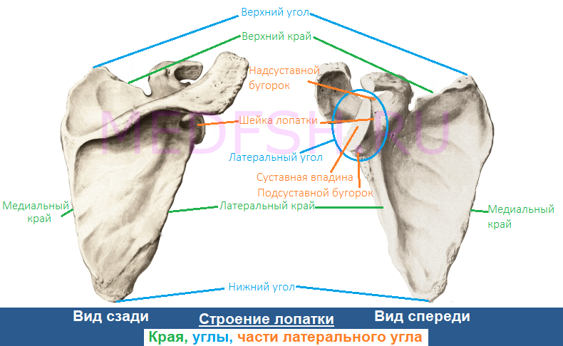 Впадина лопатки. Суставная поверхность лопатки анатомия. Медиальный край лопатки анатомия. Лопатка медиальный край и латеральный. Лопатка анатомия латеральный угол.