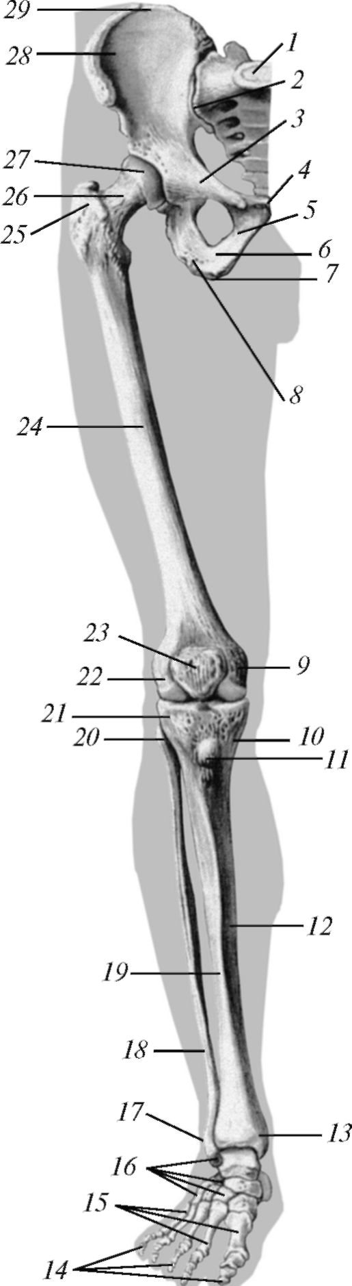 Скелет нижних конечностей человека кости. Кости нижней конечности анатомия. Кости нижней конечности вид спереди. Кости нижних конечностей человека анатомия. Кости нижней конечности( кости таза и свободной нижней конечности).