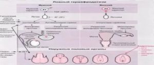 Полов орган у женщин. Истинный и ложный гермафродитизм. Истинный гермафродитизм у человека. Истинный гермафродитизм у женщин.