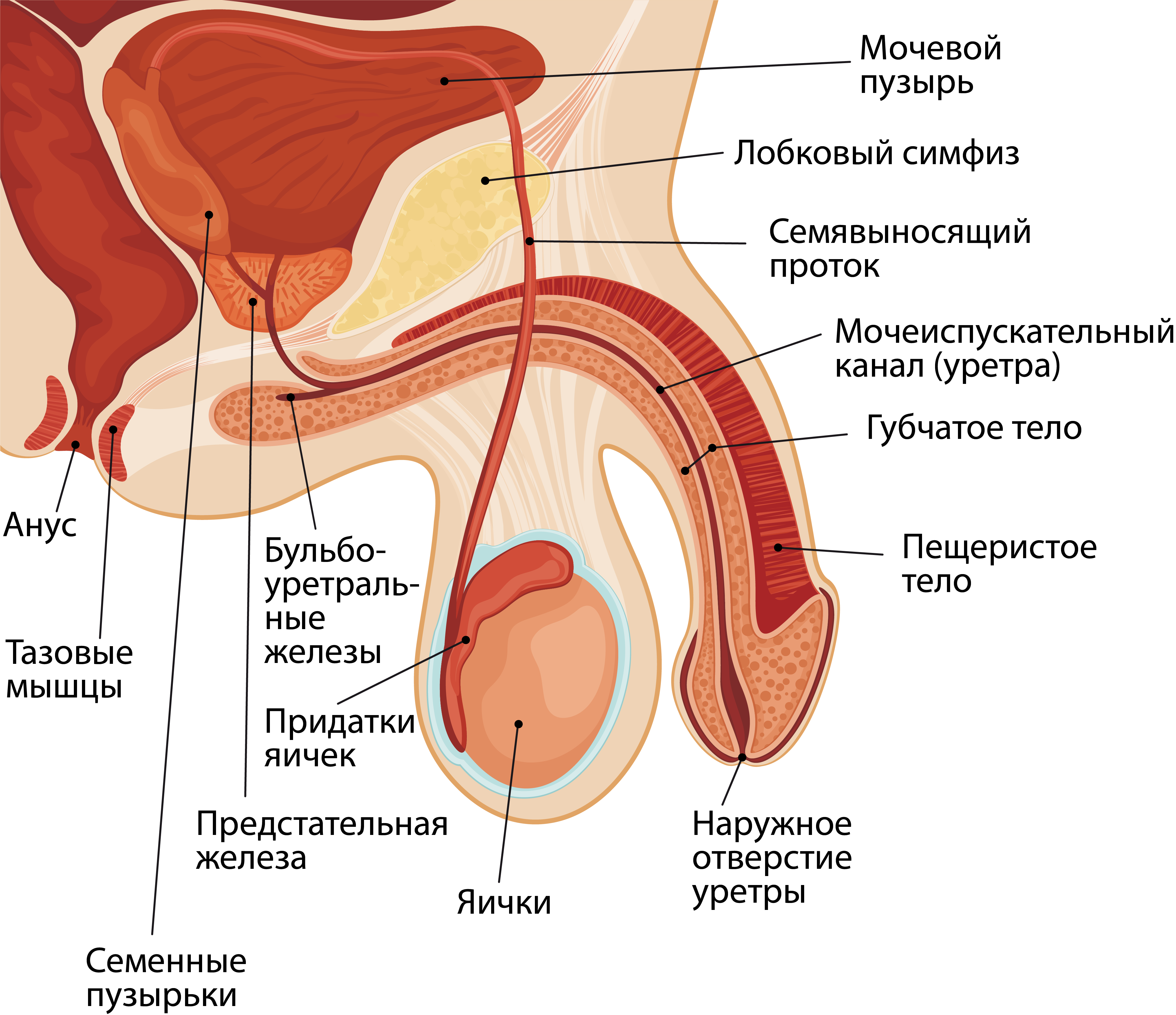 анатомия строение мужского члена фото 68