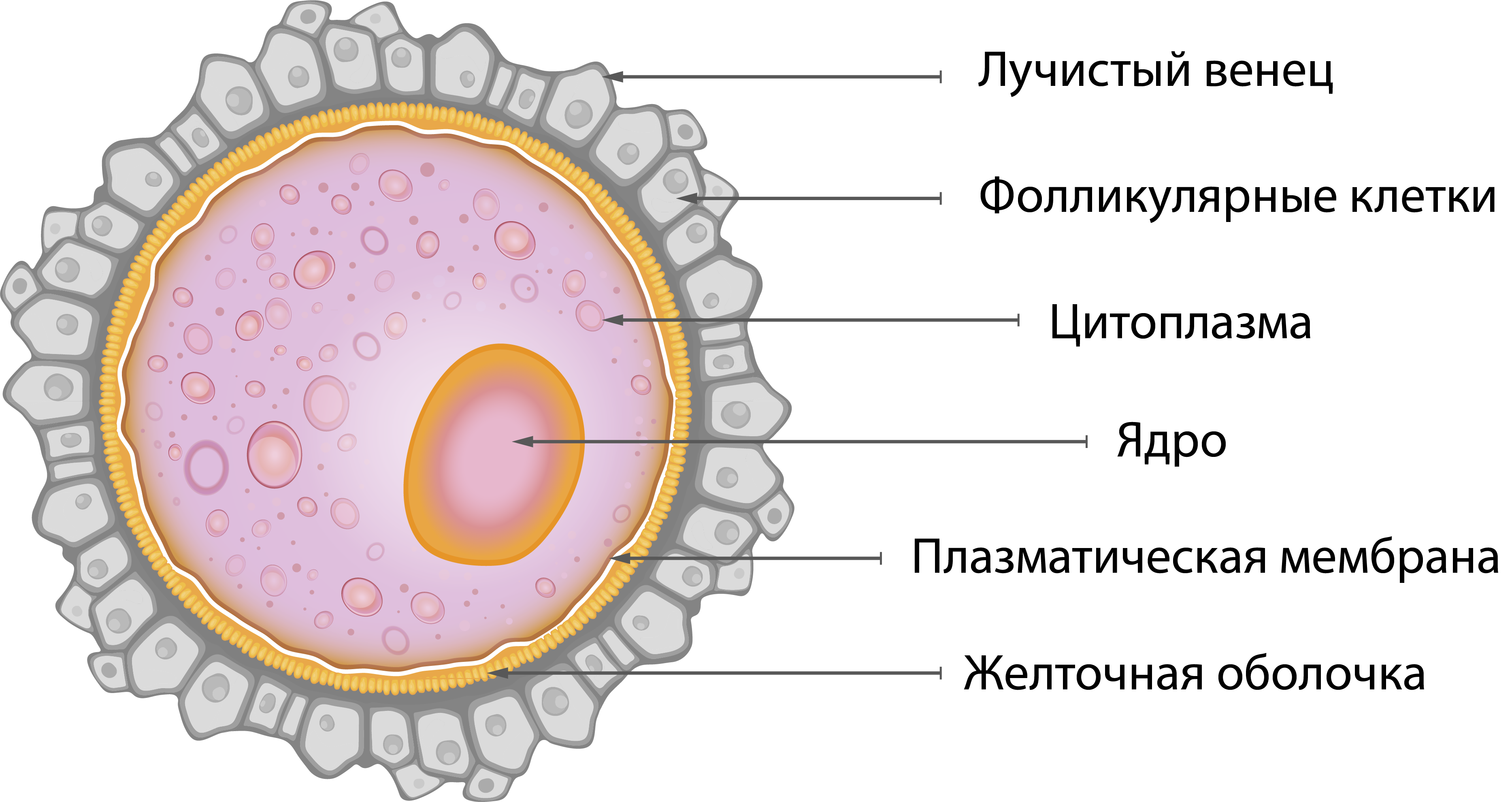 Ядро яйцеклетки. Zona pellucida яйцеклетки. Corona Radiata яйцеклетка. Строение яйцеклетки Corona Radiata. Зона пеллюцида блестящая оболочка.